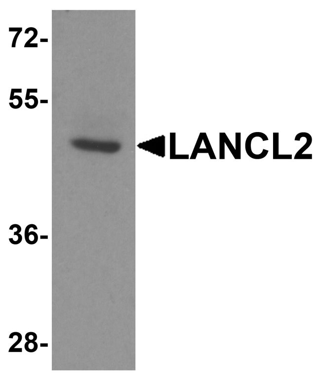 0.1MG LANCL2 0.1 MG