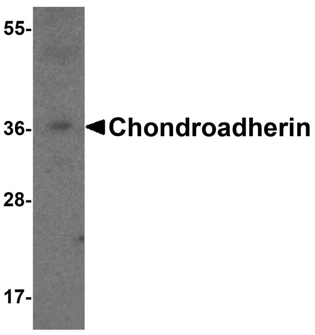 0.1MG CHAD 0.1 MG