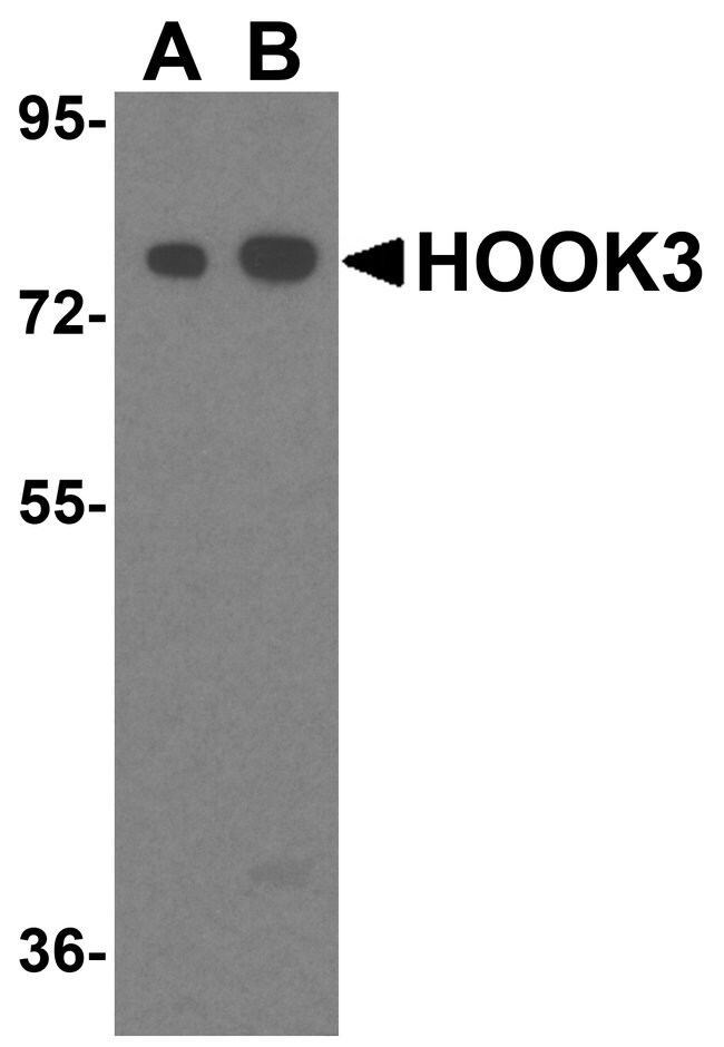 0.1MG HOOK3 0.1 MG