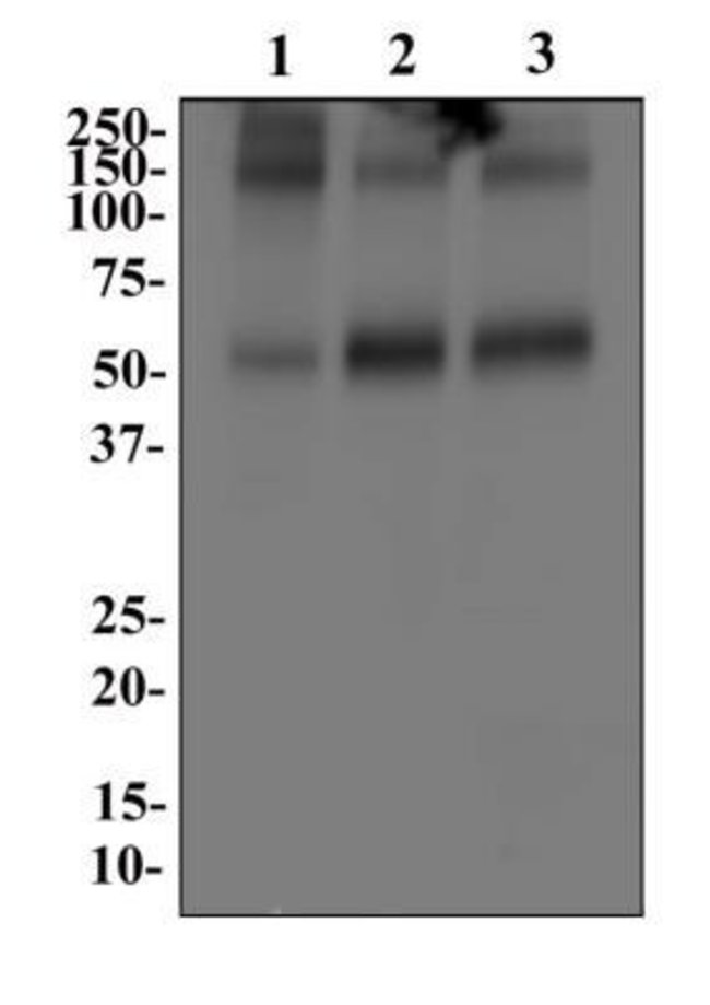 0.1ML GLAST 0.1 ML