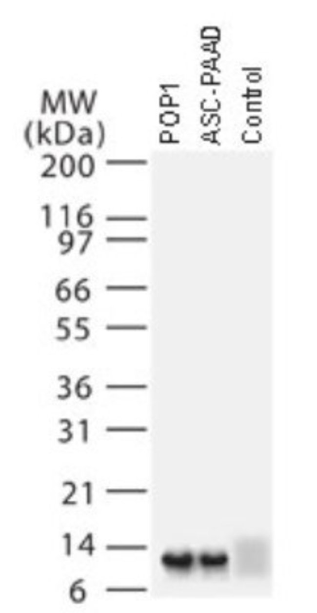 0.05ML NCOA6 0.05 ML