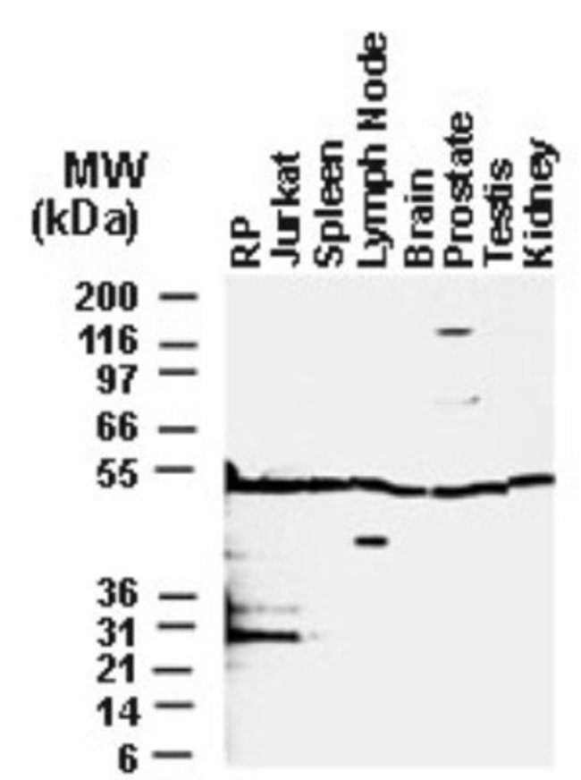 0.05ML BFAR 0.05 ML