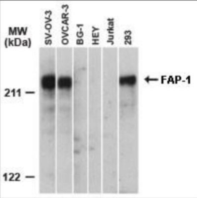 0.05ML PTPN13 0.05 ML