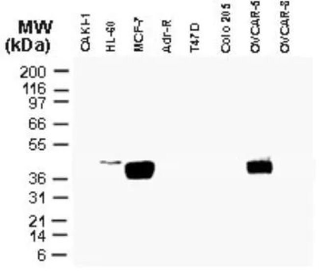 0.05ML CARD8 0.05 ML