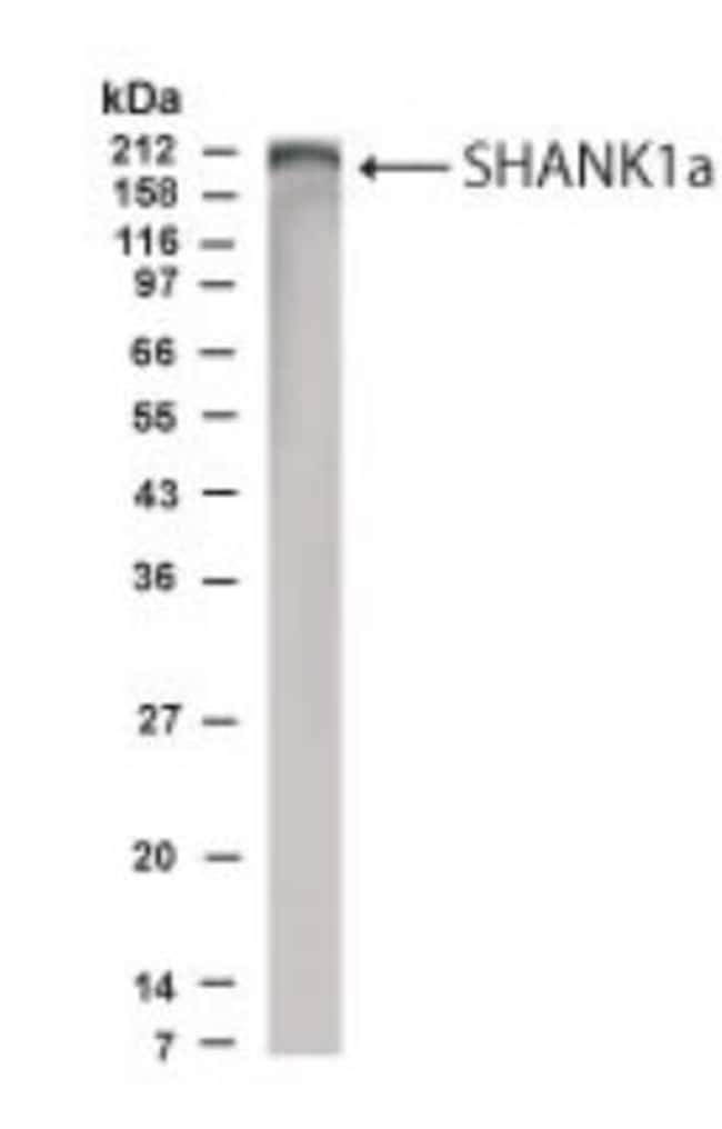 0.1ML SHANK1 0.1 ML