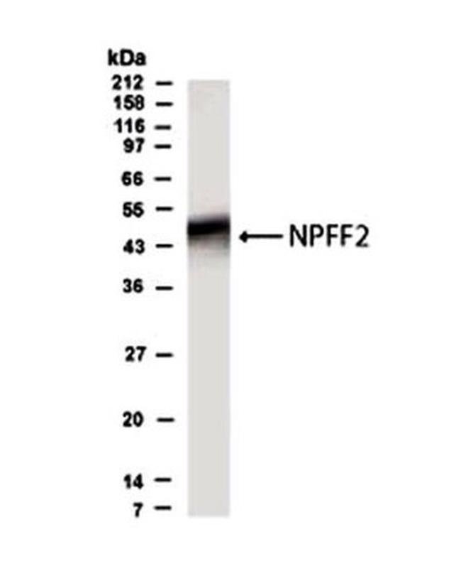 0.1MG NPFF2 0.1 MG