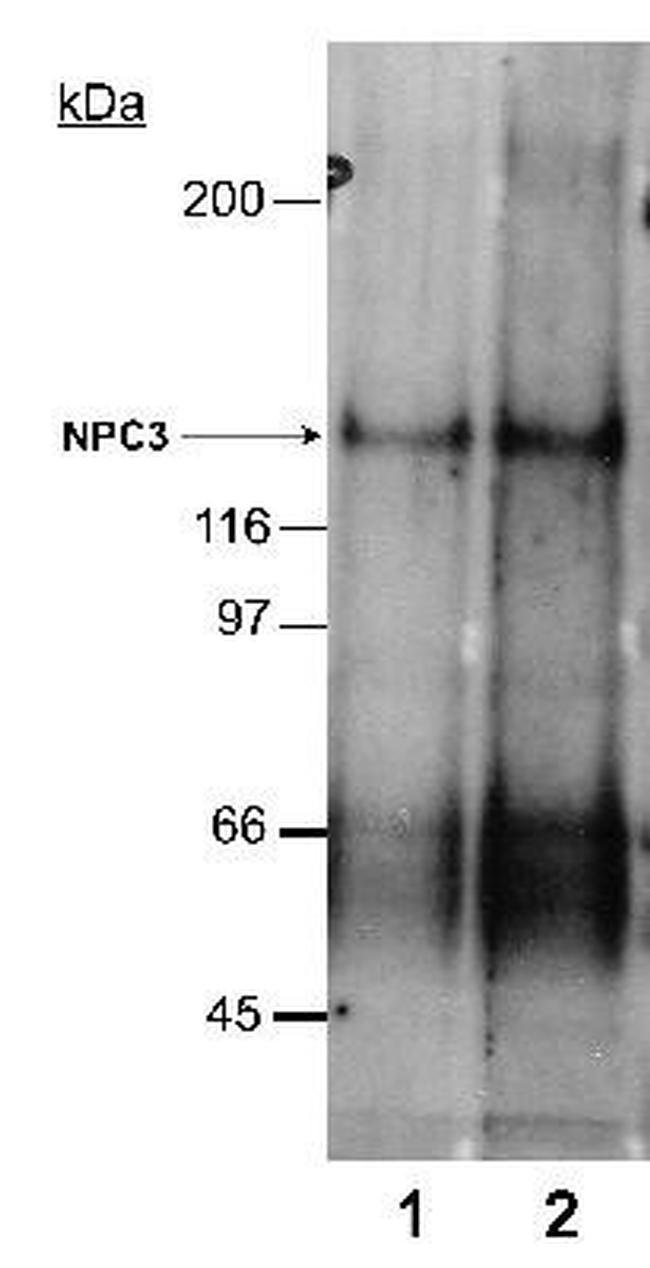 0.1ML NPC1L1 0.1 ML