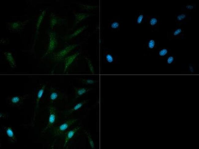 0.05ML PDE9A 0.05 ML