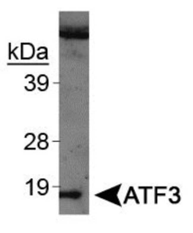 0.1ML ATF3 0.1 ML