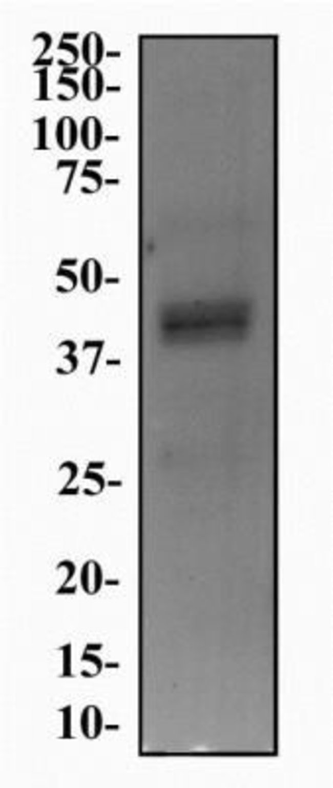 0.1ML HTR4 0.1 ML