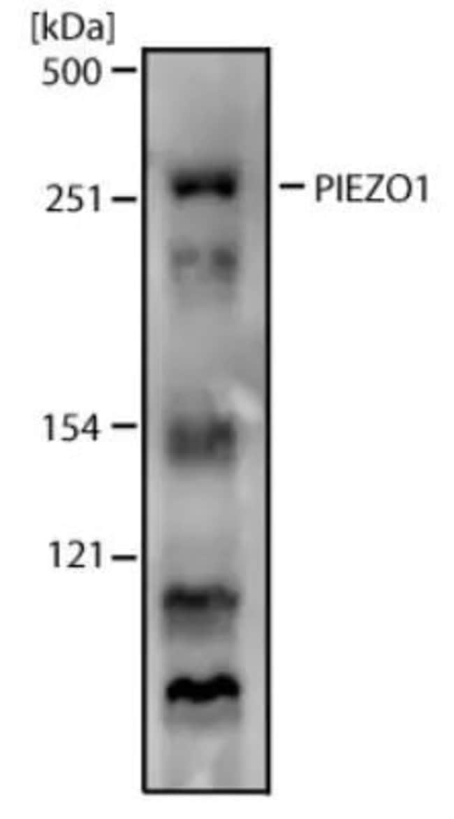 0.1ML PIEZO1 0.1 ML