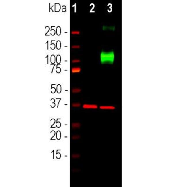 0.1ML ADENYLATE CYCLASE 3 0.1 ML