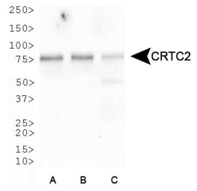 0.1ML TORC2 0.1 ML