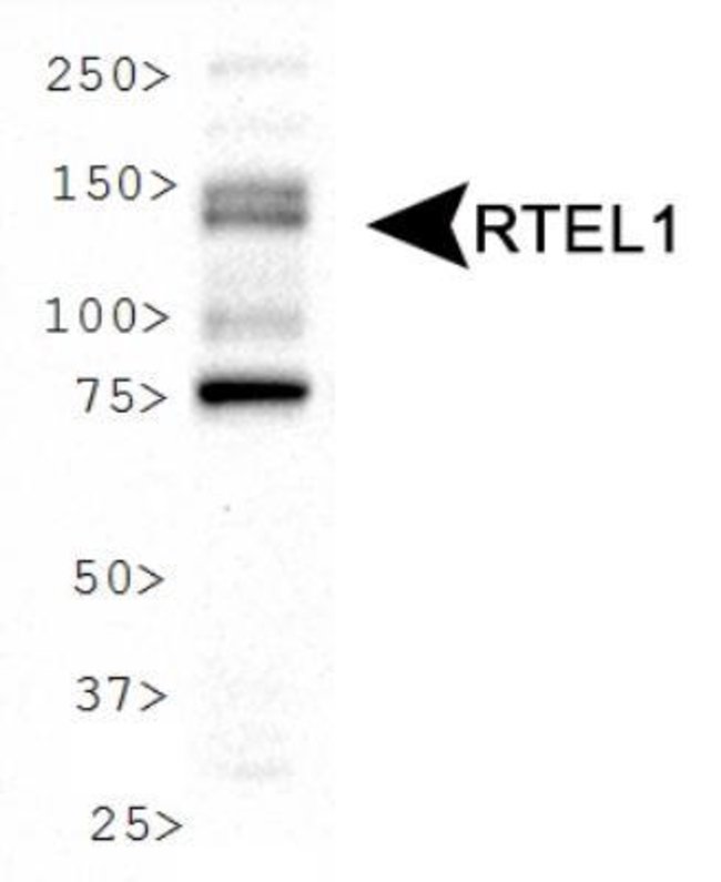 0.1ML RTEL1 0.1 ML