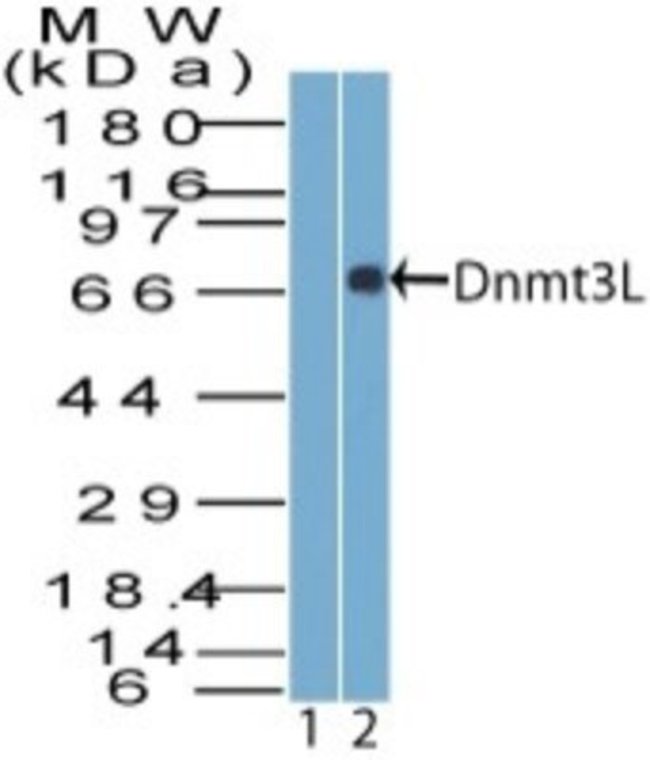 0.1MG DNMT3L 0.1 MG