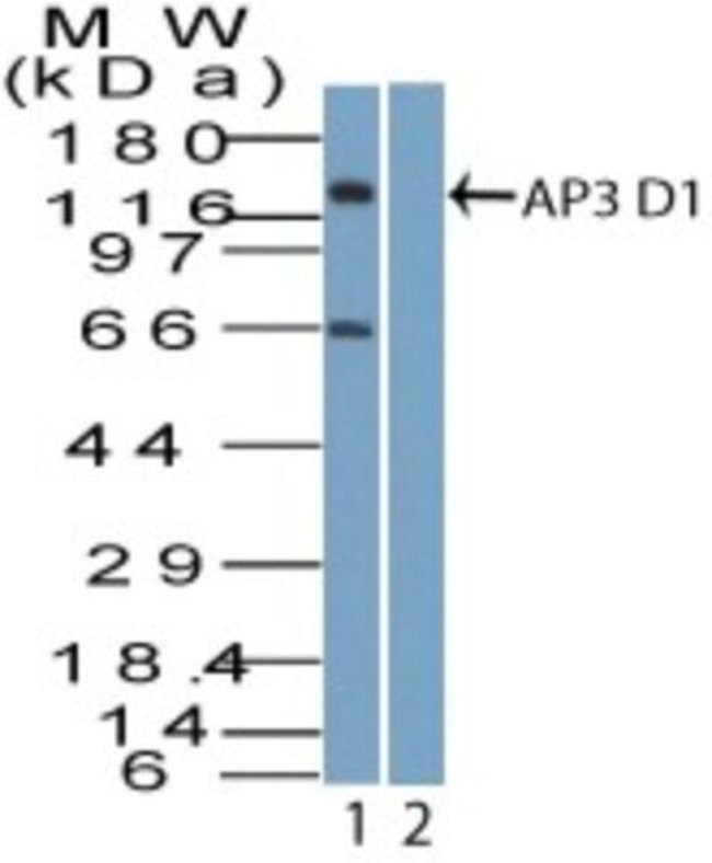 0.1MG AP3D1 0.1 MG