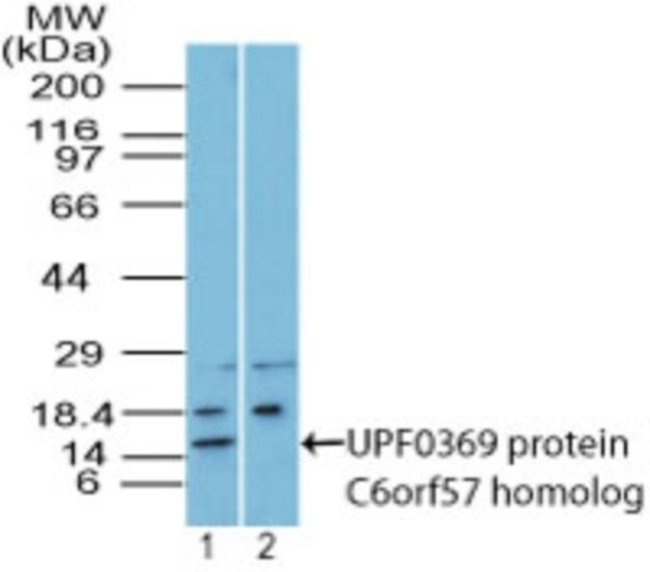 0.1MG C6ORF57 0.1 MG