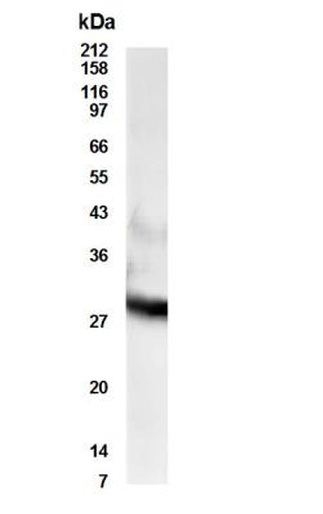 0.1MG RDH11 0.1 MG