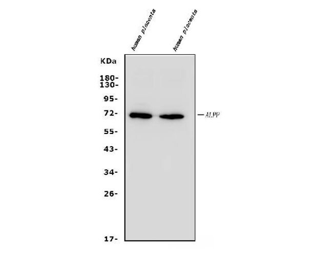 100UG ALKALINE PHOSPHATASE 100 UG