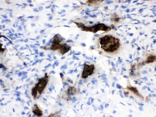 100 UG Invitrogen Osteocalcin Polyclonal