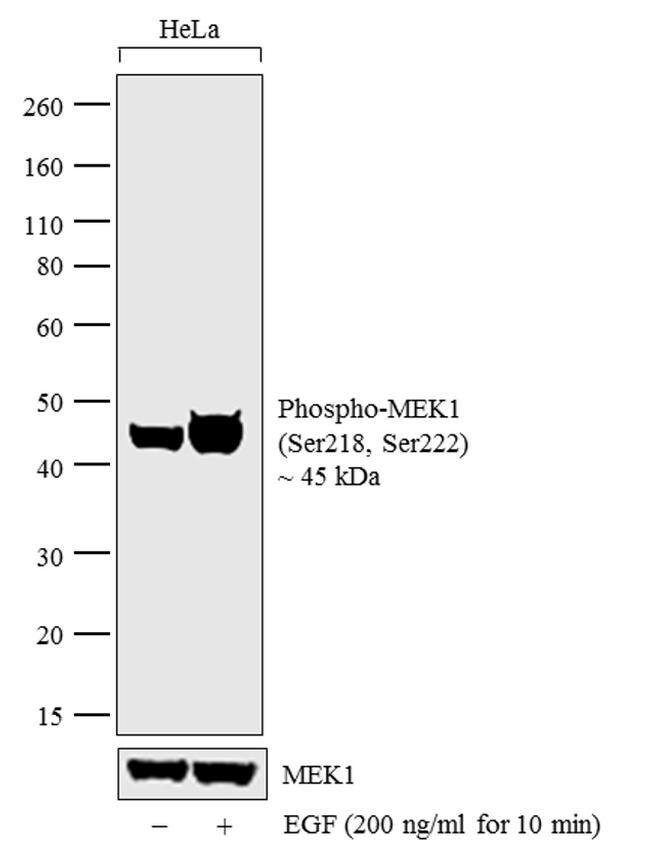 Anti-Phospho-MEK1-S217/221 0.1 mg MG