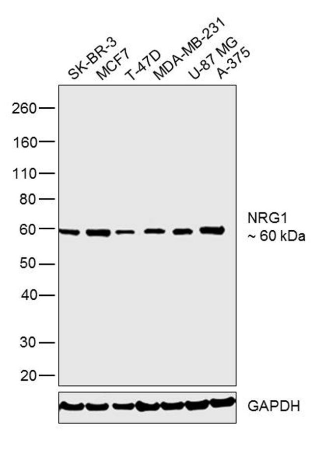 Anti-NRG1 0.1 mg