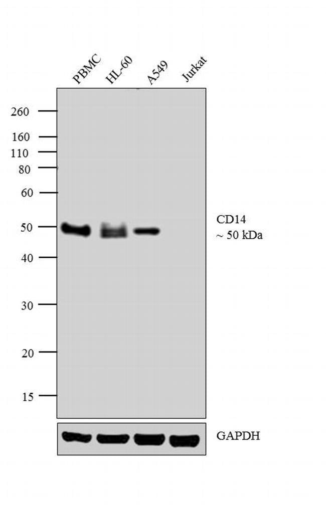 Anti-CD14 0.1 mg