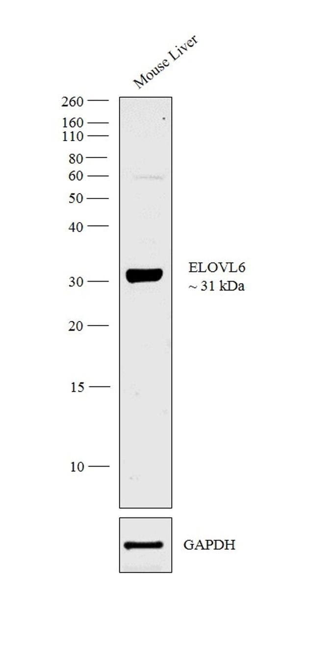 Anti-ELOVL6 0.1 mg