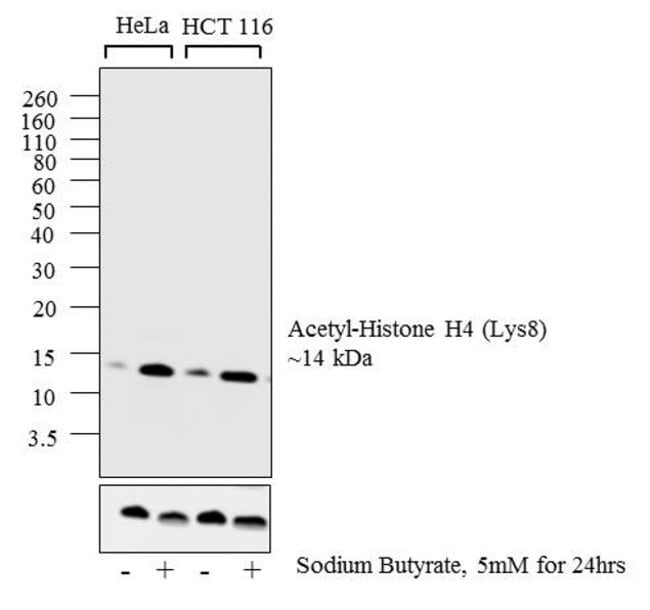 Anti-Acetyl-Histone H4 (Lys8) Antibody,