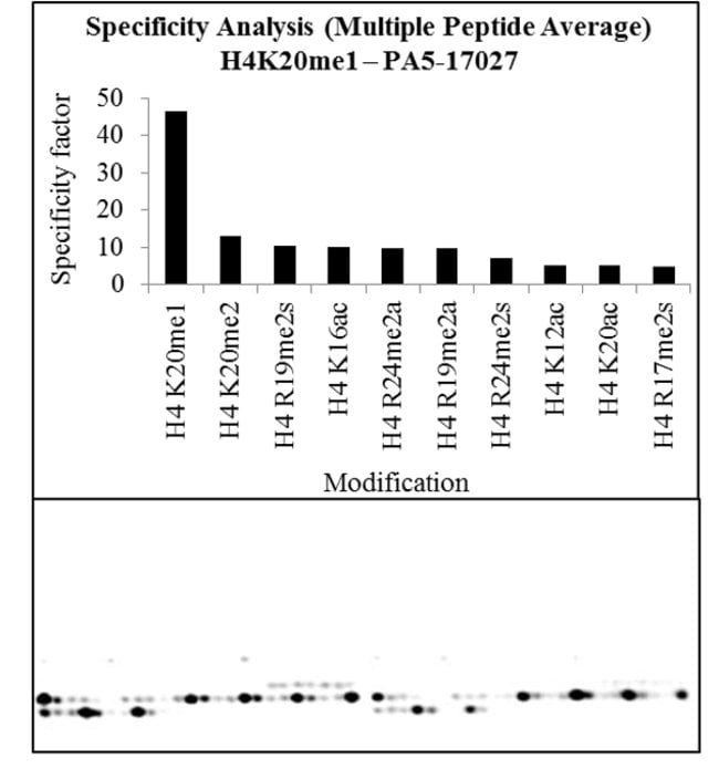 100UL MONO-METHYL-HISTONE H4 (LYS20)