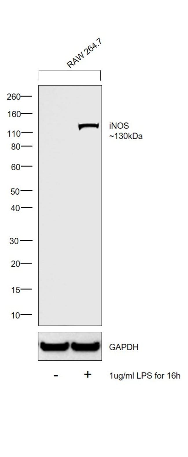 100UL INOS (MOUSE SPECIFIC)