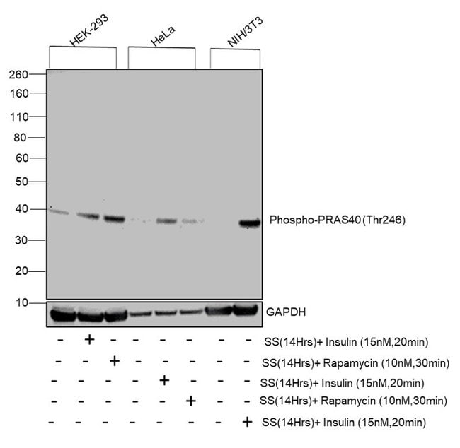 100UL PHOSPHO-PRAS40 (THR246)