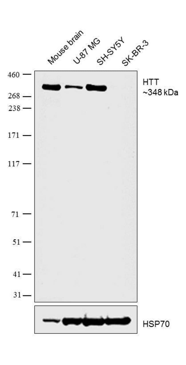 100UL HUNTINGTIN in 10mM sodiumHEPES, pH