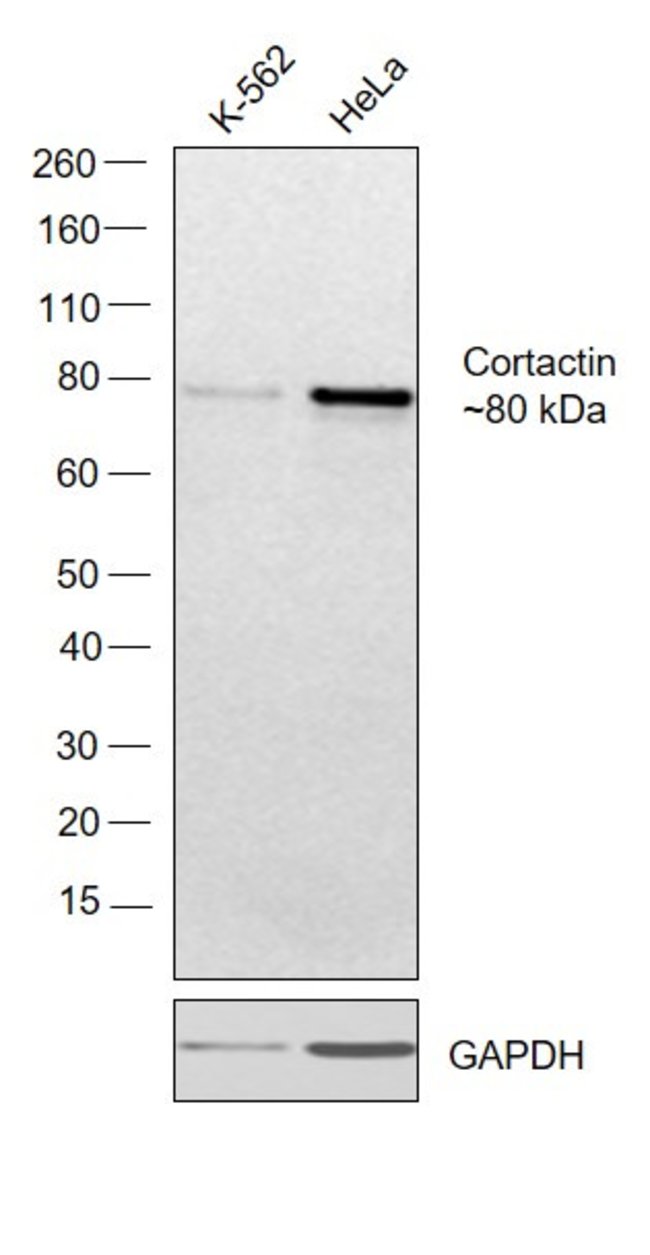 100UL CORTACTIN