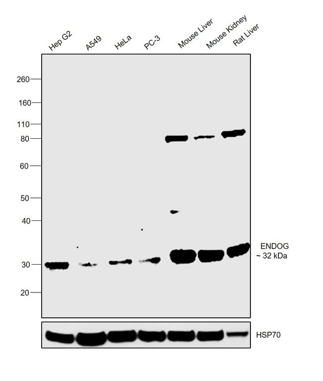 100UL ENDONUCLEASE G