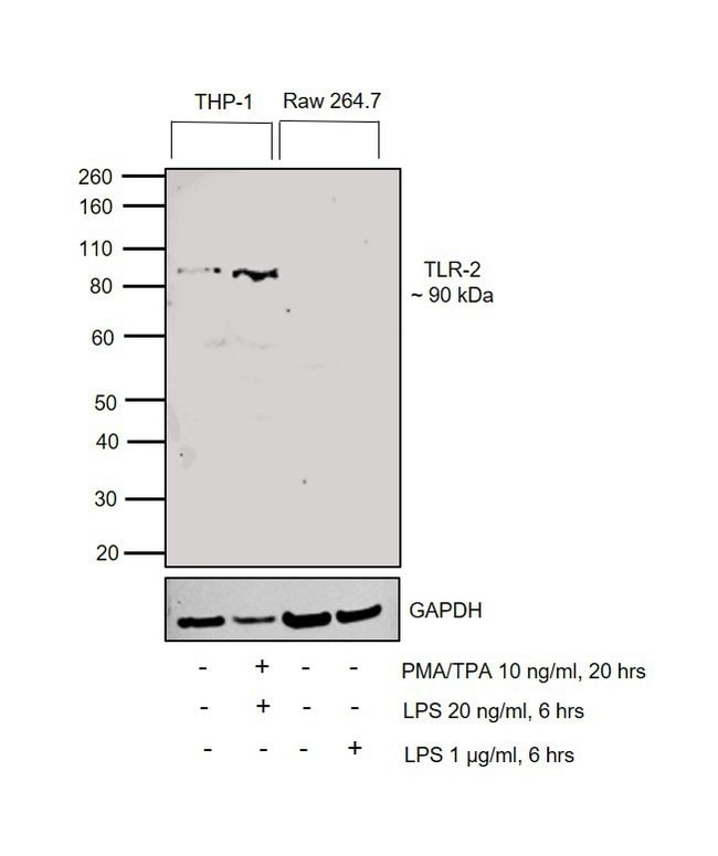 100UL TOLL-LIKE RECEPTOR 2