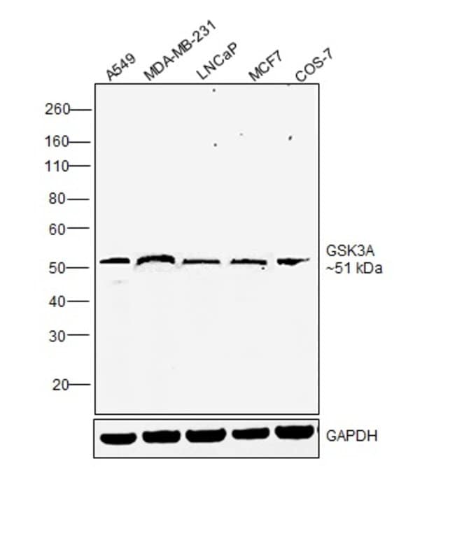 100UL GSK-3-ALPHA