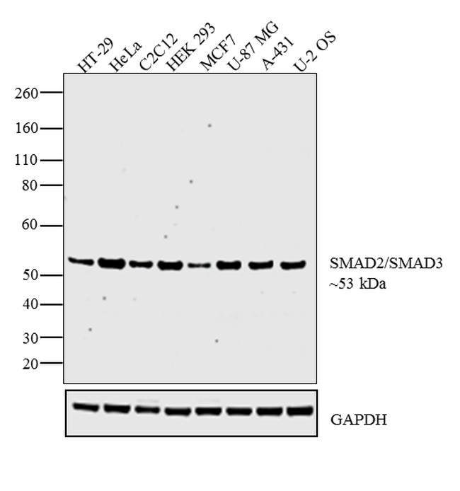 100UL SMAD2/3