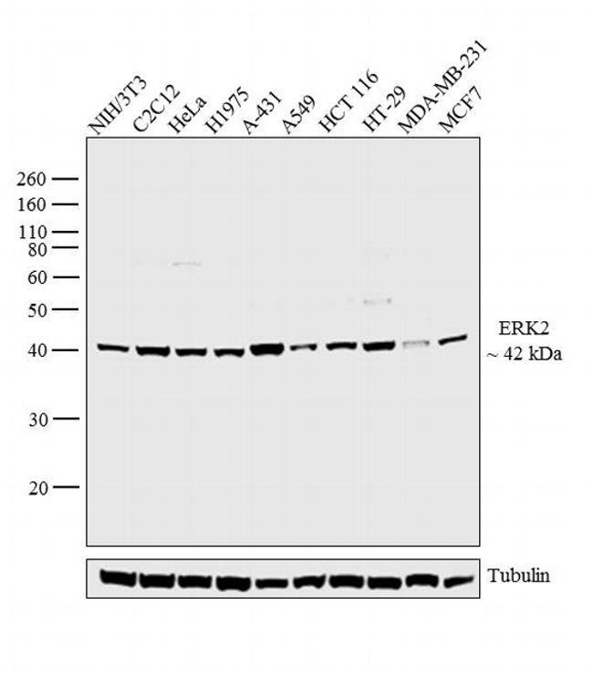 100UL P42 MAP KINASE (ERK2)