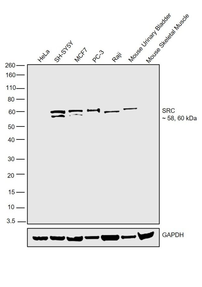 100UL NON-PHOSPHO-SRC (TYR527)