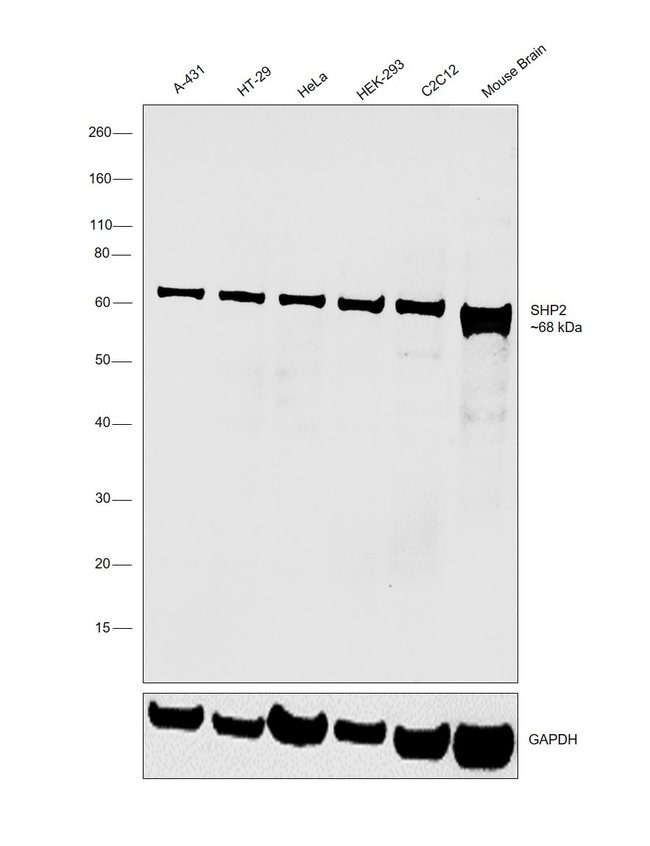 100UL SHP-2