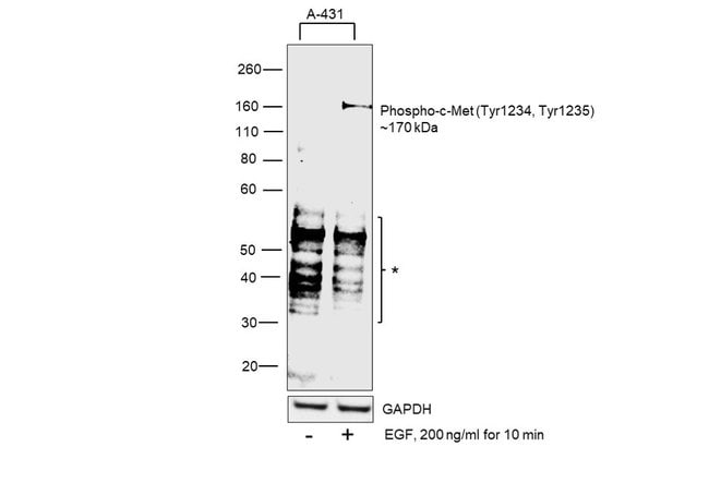 100UL PHOSPHO-MET (TYR1234/1235)