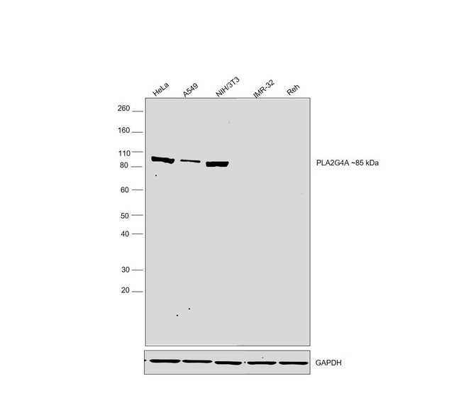 100UL PHOSPHO-CPLA2 (SER505)