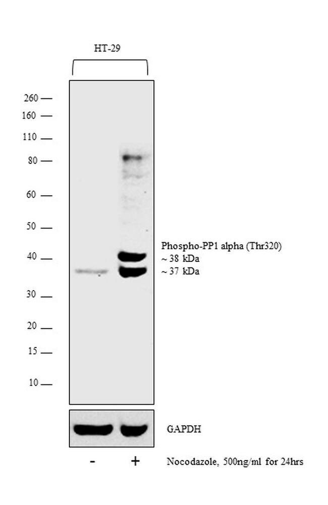 100UL PHOSPHO-PP1ALPHA (THR320)