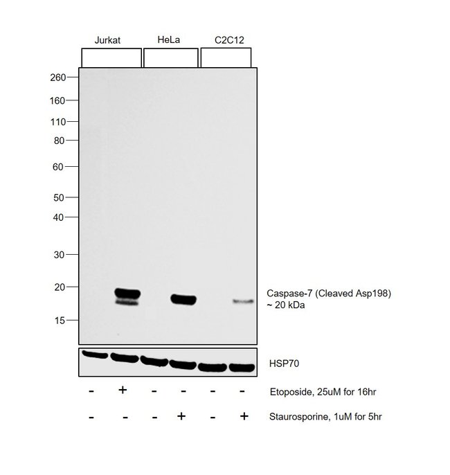 100UL CLEAVED CASPASE-7 (ASP198)