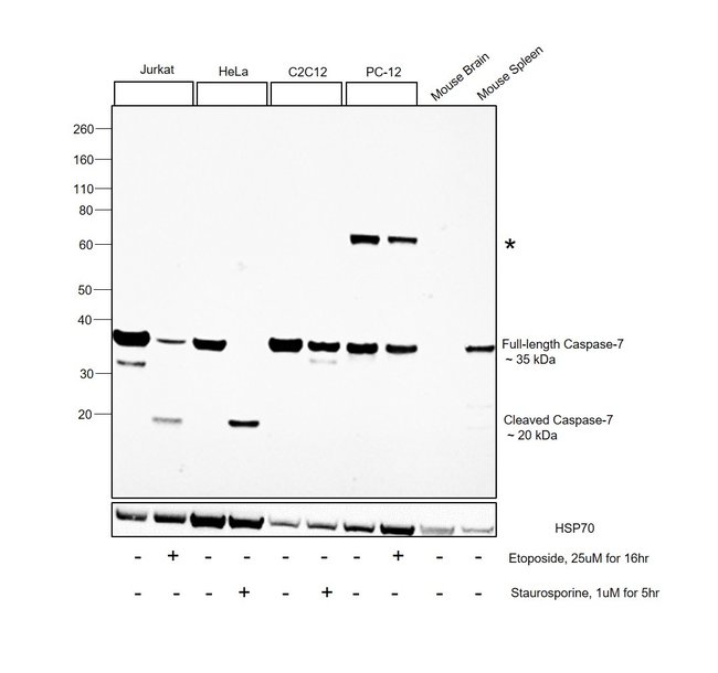 100UL CASPASE-7