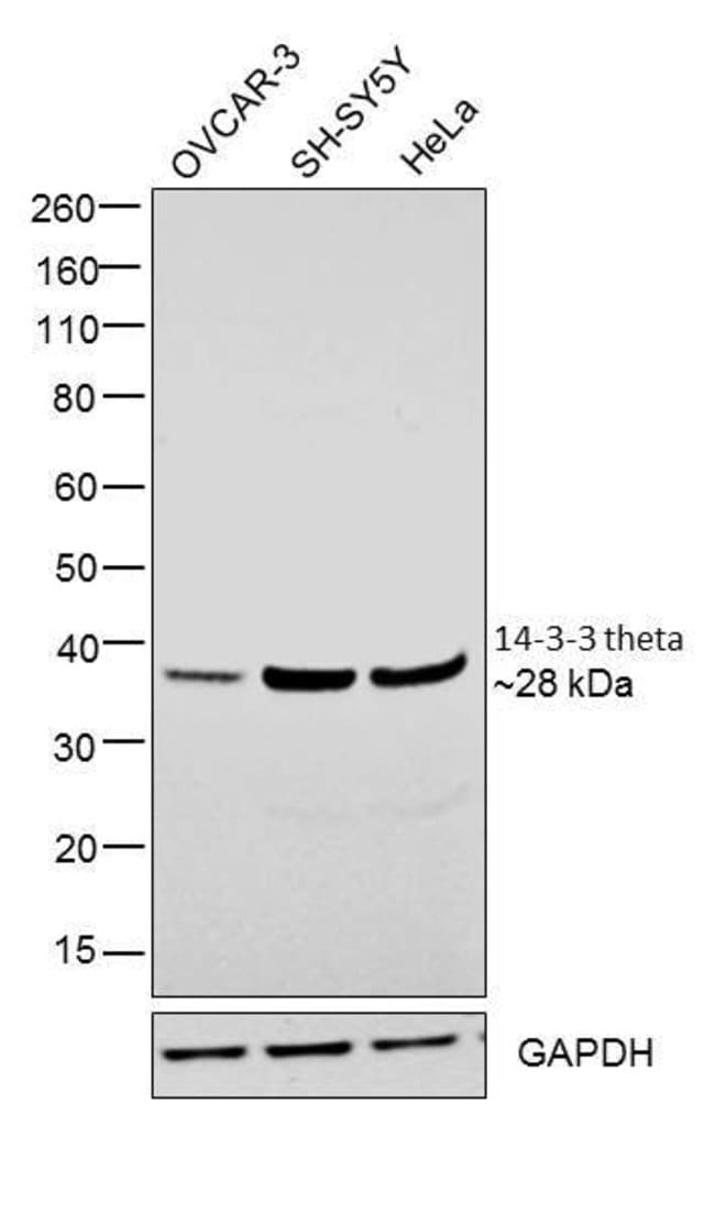 14-3-3 tau/YWHAQ Polyclonal Antib. 100