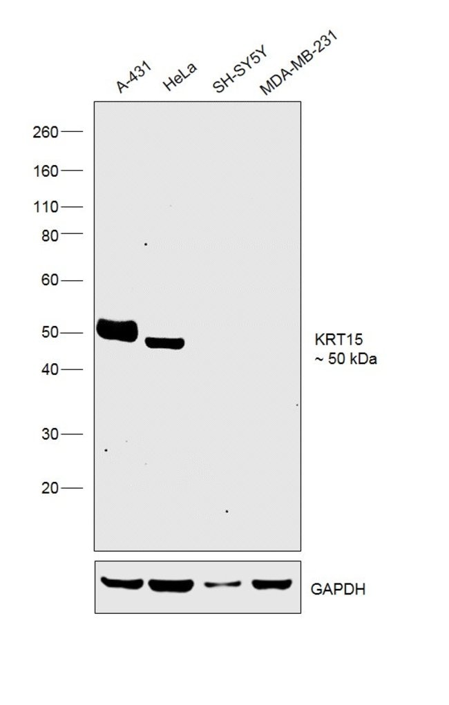 ANTI-CYTOKERATIN 15