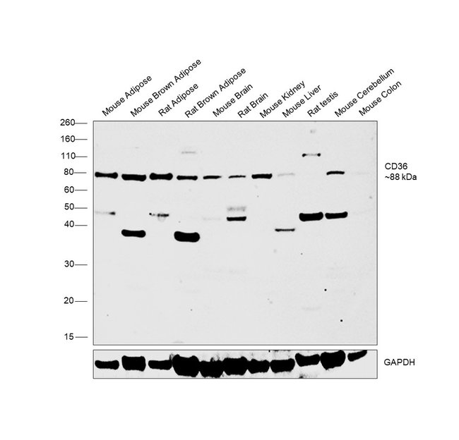 ANTI-CD36