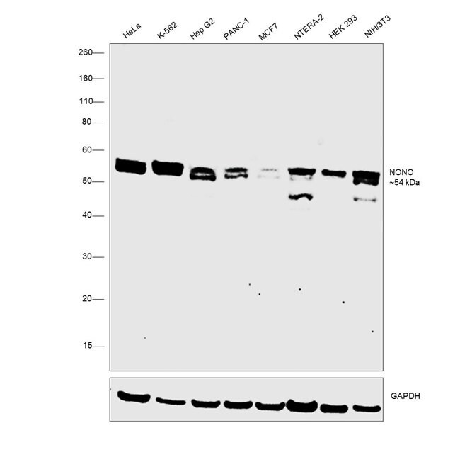 ANTI-P54/NRB